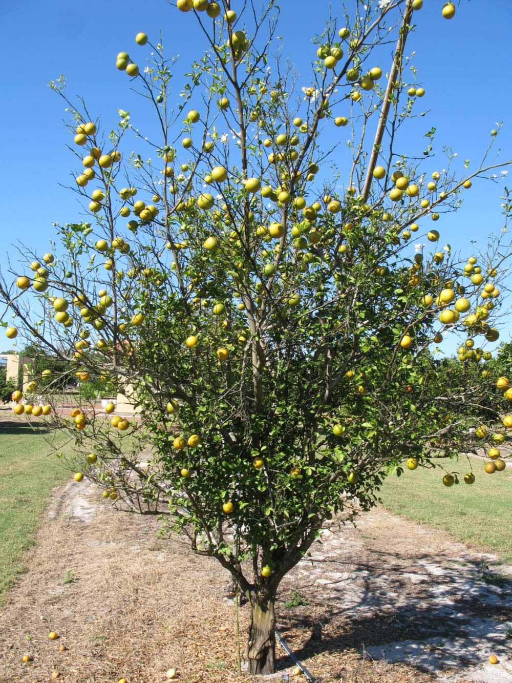              Habit (Winter Haven, FL)       